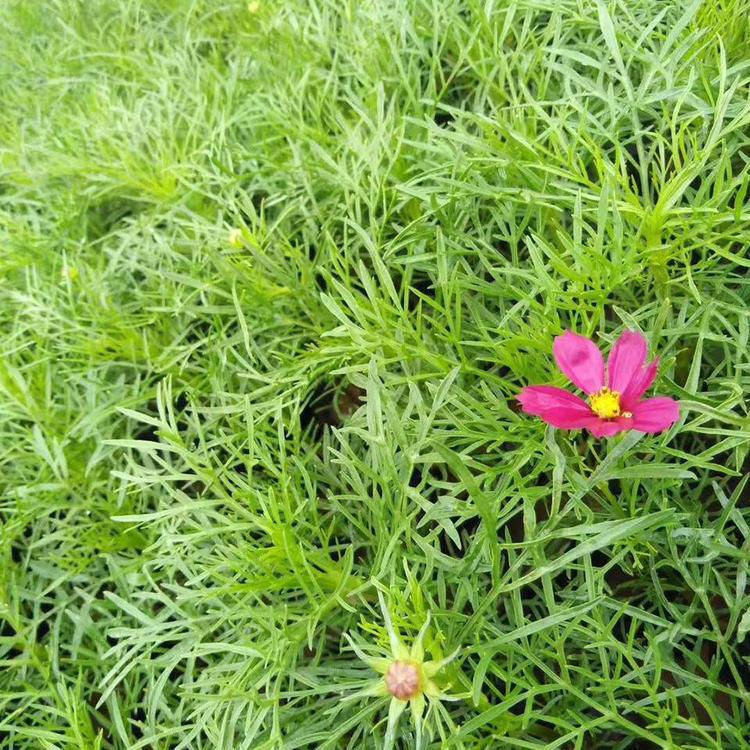 园林植物小苗供应  波斯菊花海苗   株型高达花色多