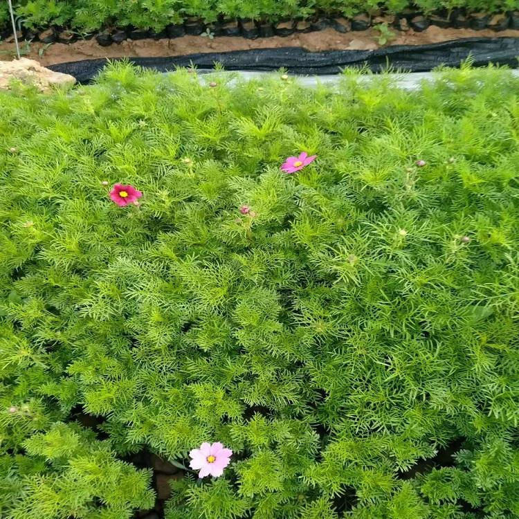 小区花坛点缀格桑花  波斯菊杯苗   株型高达花色多