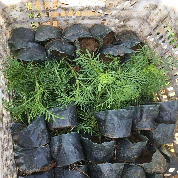 基地大量供应波斯菊   花海用花波斯菊  波斯菊营养钵苗