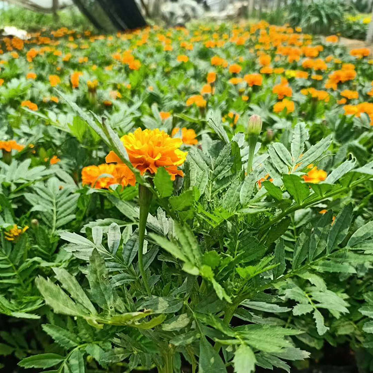 市政绿化用孔雀草苗   孔雀草批发   量大优惠