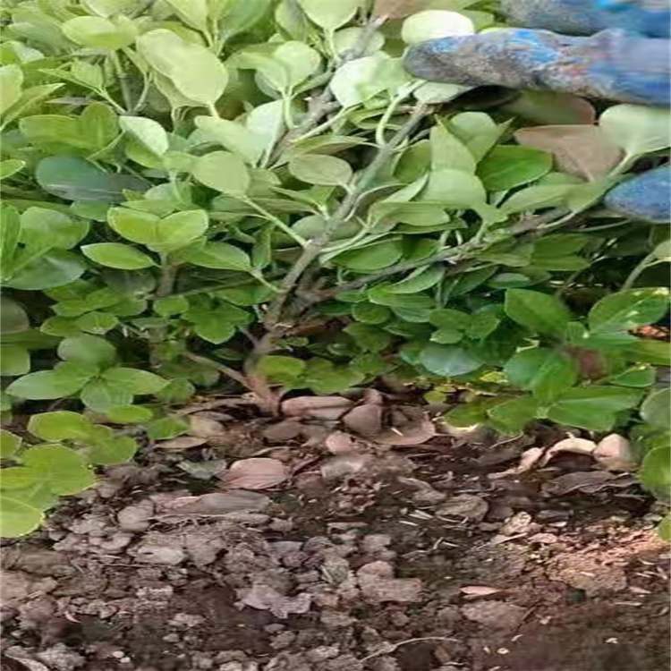 卫矛四季常绿 街道两侧绿化卫矛 卫矛上车价