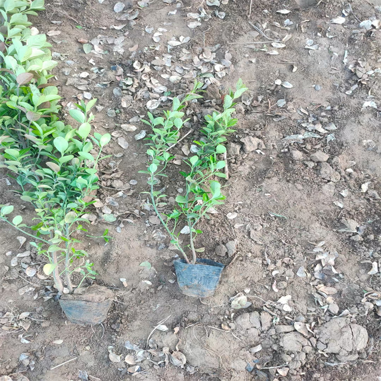 卫矛道路绿化苗木 耐修剪 卫矛大型种植厂家 江瑞承接绿化苗木工程施工