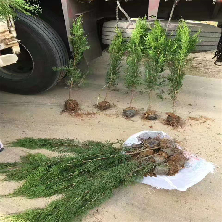 侧柏露天越冬 杭州侧柏售卖 地被植物 四季美观 欢迎询价