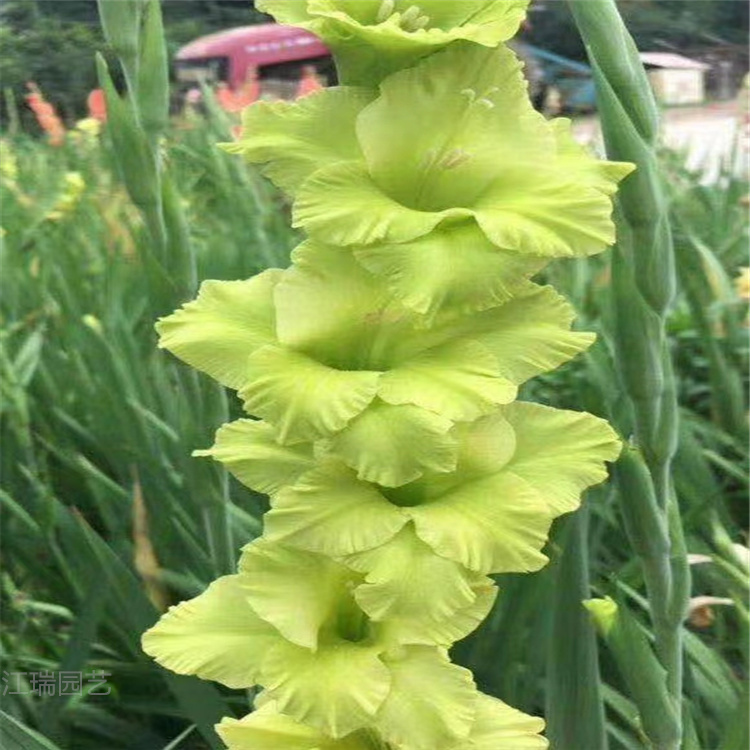唐菖蒲农户价格 唐菖蒲花色全 多年生唐菖蒲种植基地