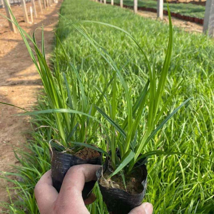 时令草花观赏基地   崂峪苔草批发   适于作观赏性地被植