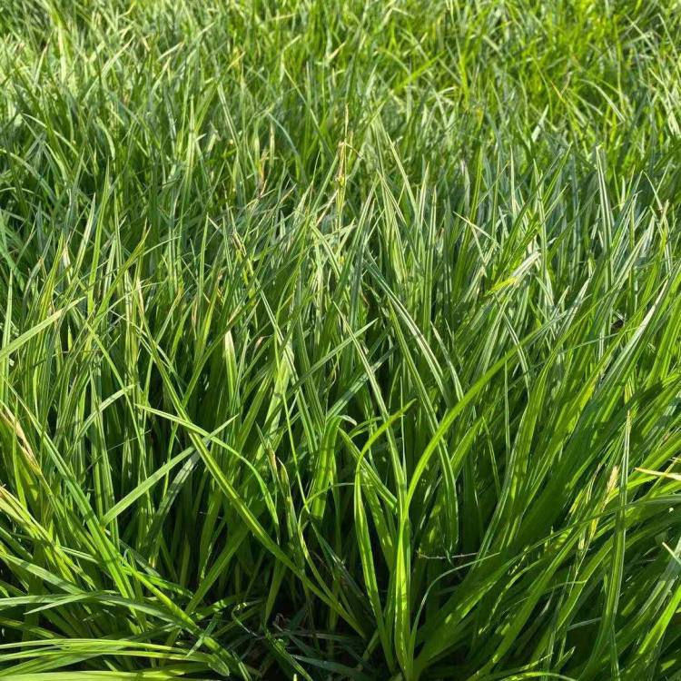 景观绿化工程   崂峪苔草基地   根系发达生长旺盛