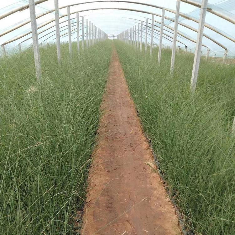 观赏草细叶芒   细叶芒小苗   姿态优美