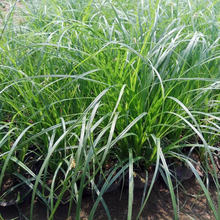 时令草花观赏基地   崂峪苔草价格   根系发达生长旺盛