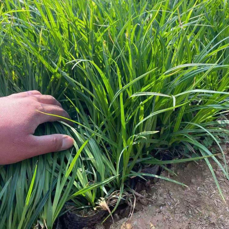 公园绿化崂峪苔草   崂峪苔草基地   小苗移栽成活概率高