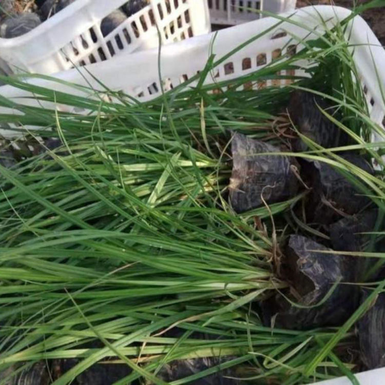 丛生草坪色块崂峪苔草   崂峪苔草供应商   根系发达生长旺盛