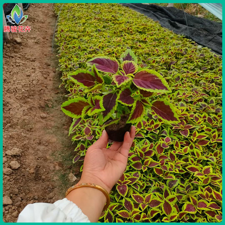 腾骏彩叶草售价 彩叶草批发 园林绿化用多色彩叶草