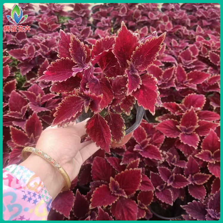 金边彩叶草 山东彩叶草种植基地 火焰彩叶草价格