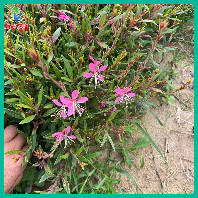 腾骏供应宿根花卉 山桃草 紫叶千鸟花 又名紫叶山桃草