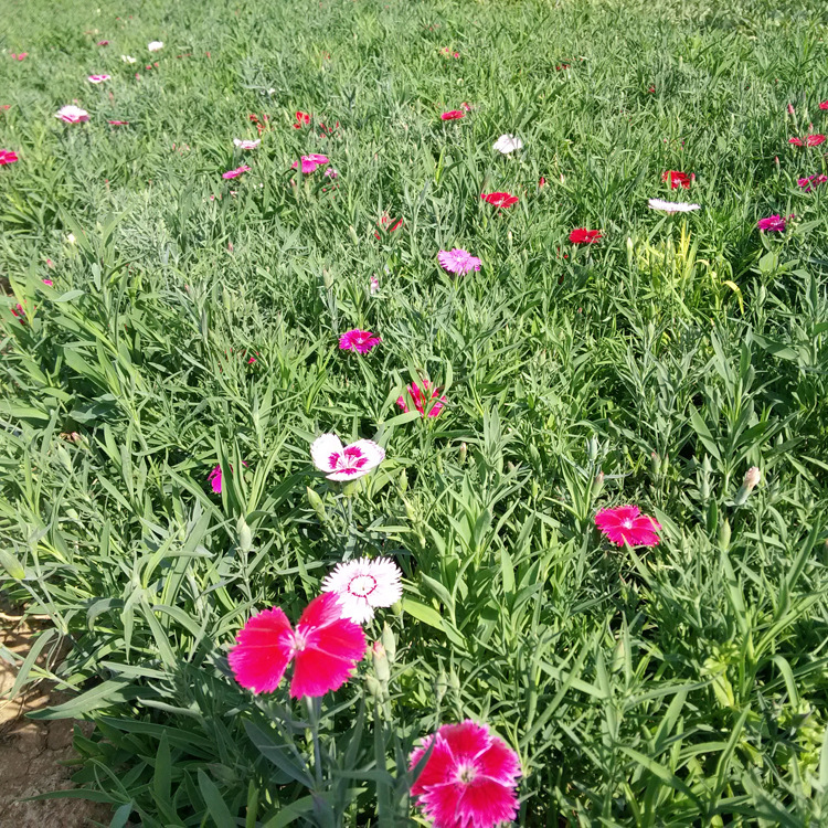湖北常夏石竹 广场组摆花卉 常夏石竹种植基地