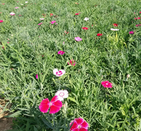 湖北常夏石竹 广场组摆花卉 常夏石竹种植基地