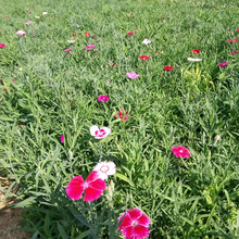 湖北常夏石竹 广场组摆花卉 常夏石竹种植基地