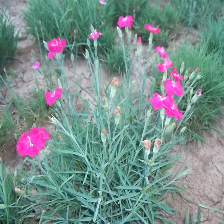 青海常夏石竹 花箱花卉 常夏石竹种子