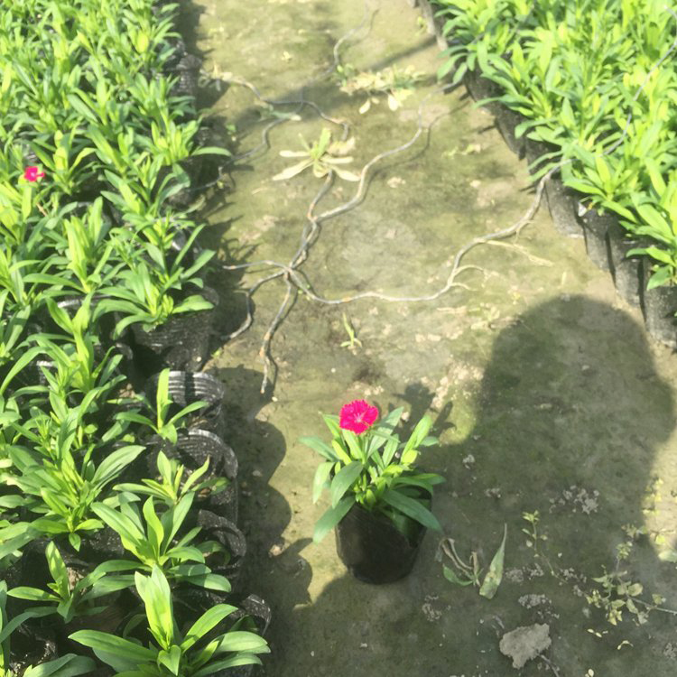 出售常夏石竹 公路两侧用草花 常夏石竹种子价格