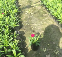 出售常夏石竹 公路两侧用草花 常夏石竹种子价格