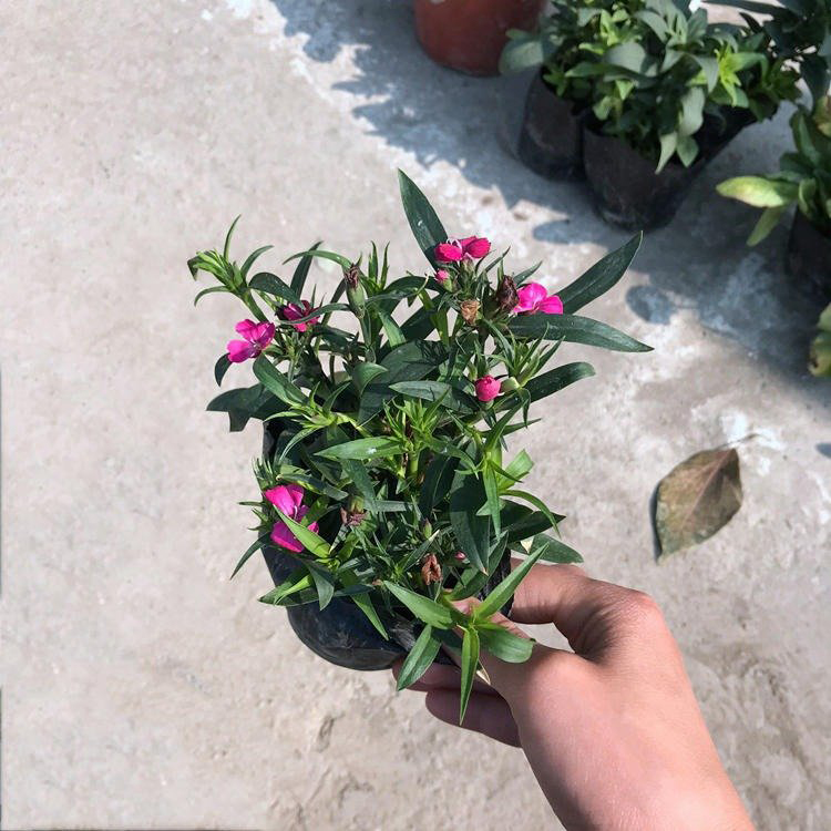 夏杰花卉出售常夏石竹 道路草花 基地直发常夏石竹