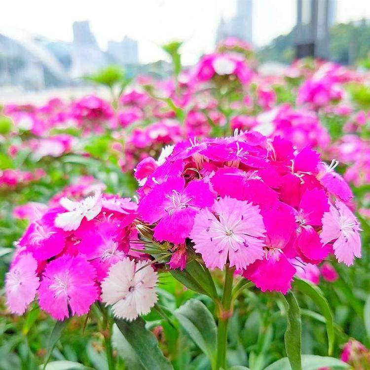 定州常夏石竹 绿化草花 常夏石竹小苗