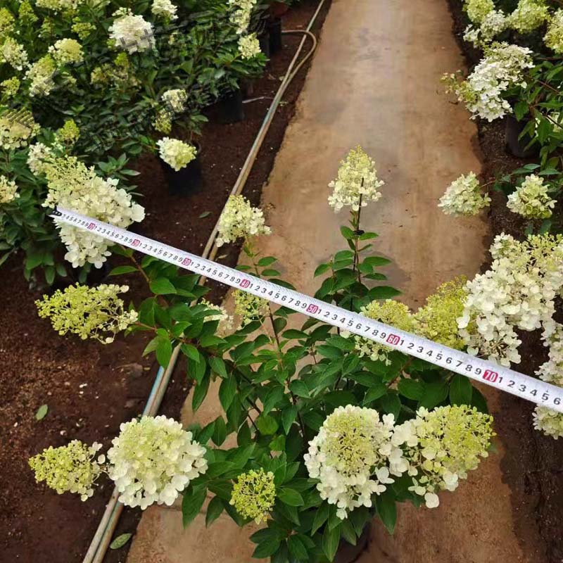 绣球 绣球价格 绣球种植基地