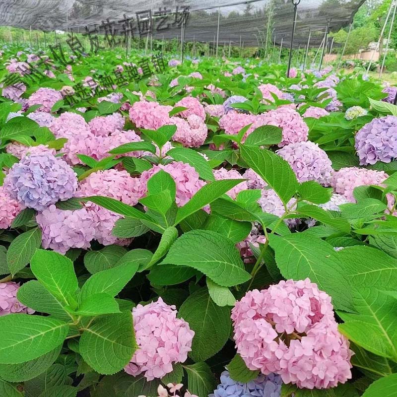 绣球小苗批发 大量出售绣球 绣球基地直供