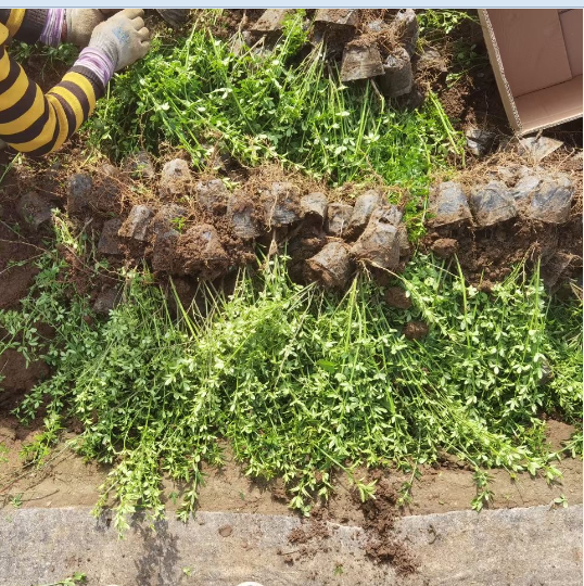 迎春花小苗 迎春花公路绿化 迎春花大量供应