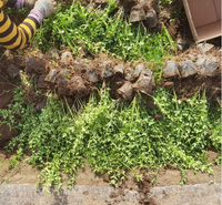 迎春花小苗 迎春花公路绿化 迎春花大量供应