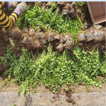 迎春花小苗 迎春花公路绿化 迎春花大量供应