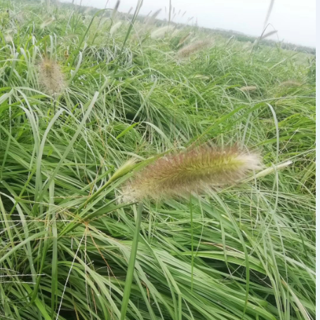 紫穗狼尾草观赏草 紫穗狼尾草 基地直销 紫穗狼尾草花镜