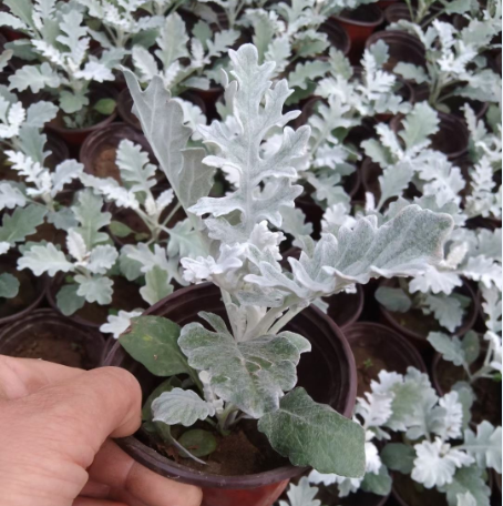 银叶菊批发 花坛配色银叶菊  绿化工程银叶菊 银叶菊价格