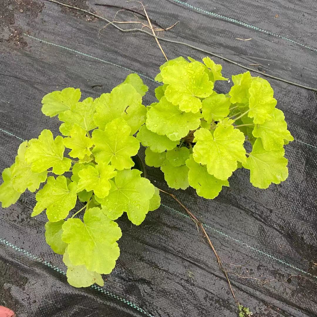 矾根花镜直供 矾根基地出货 矾根价格
