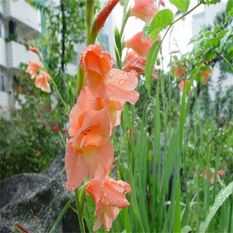公园绿化唐菖蒲 花坛种植唐菖蒲苗供应 欢迎致电咨询