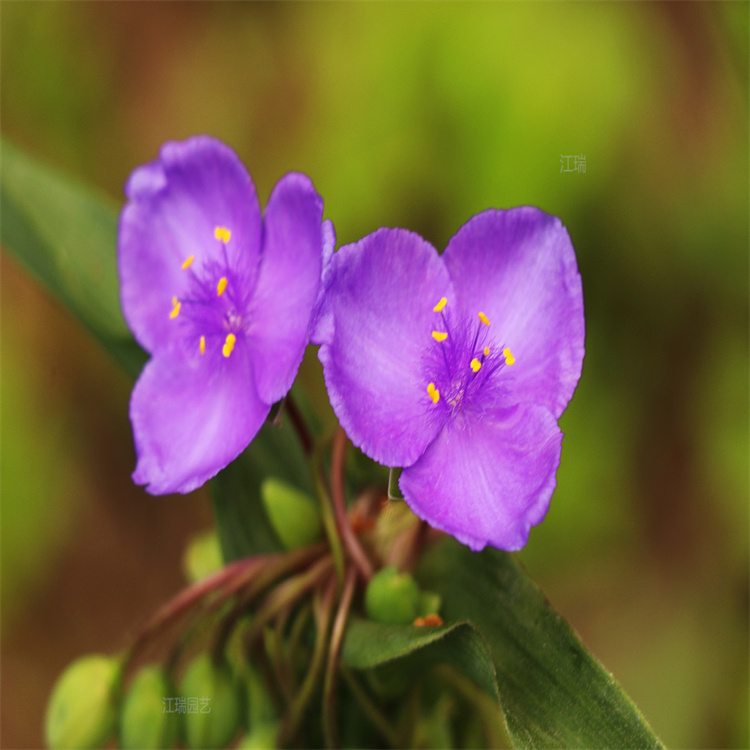 山东紫露草现货价格 紫露草花期 紫露草可做花海景观花卉