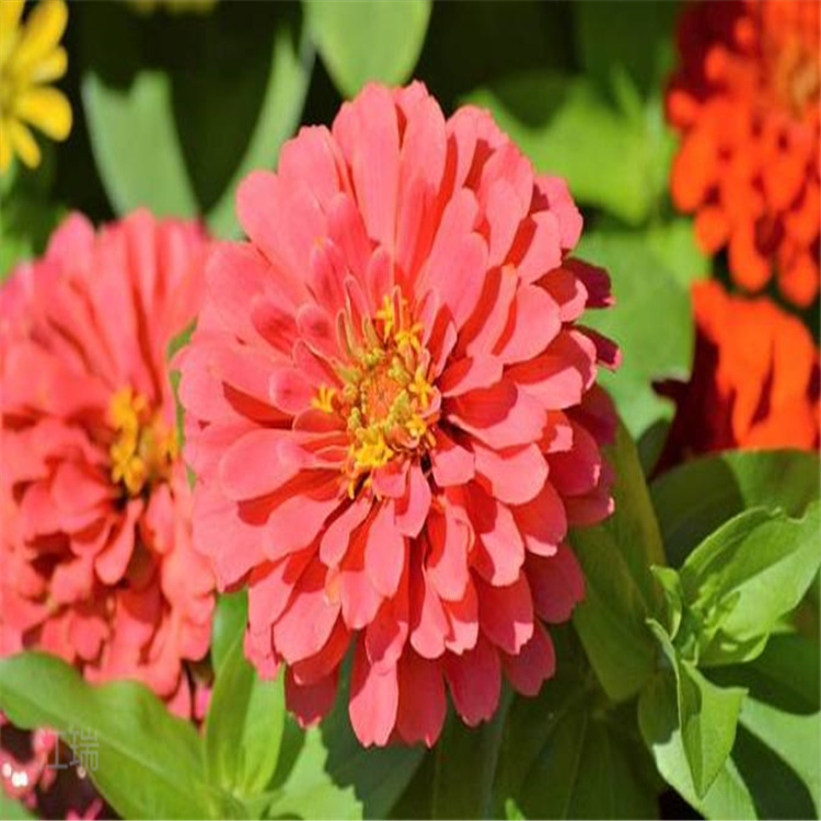 打造花海花卉百日草 百日菊多色系观赏花卉 江瑞承接绿化工程施工