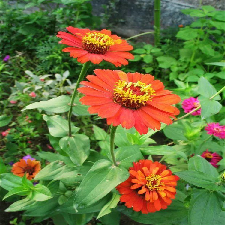 百日菊花海花种 百日草庭院花卉 百日草绿化工程苗 江瑞园艺