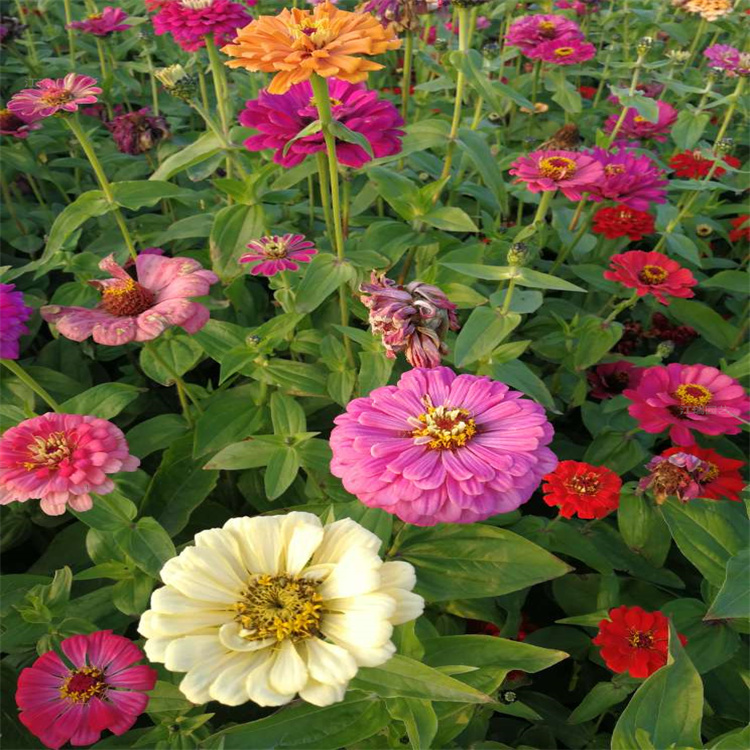 百日草花色多 百日菊农户批发价格 步步高花海