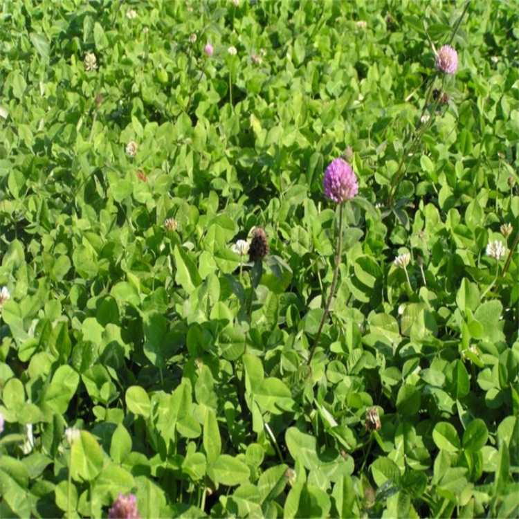 杭州红三叶杯苗出售 红三叶可做花海景观植物 欢迎询价