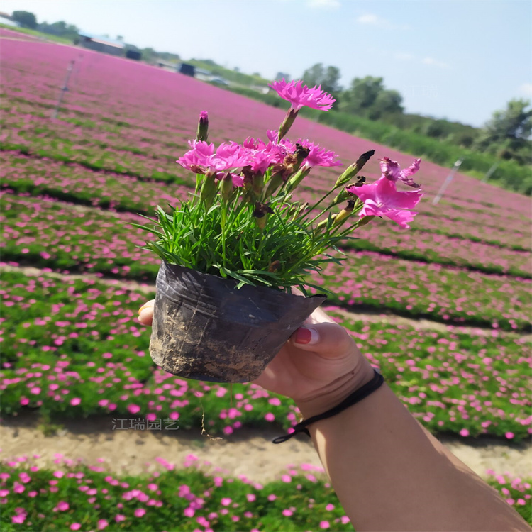 花箱种植欧石竹 欧石竹适应能力强 欧石竹景观效果美丽