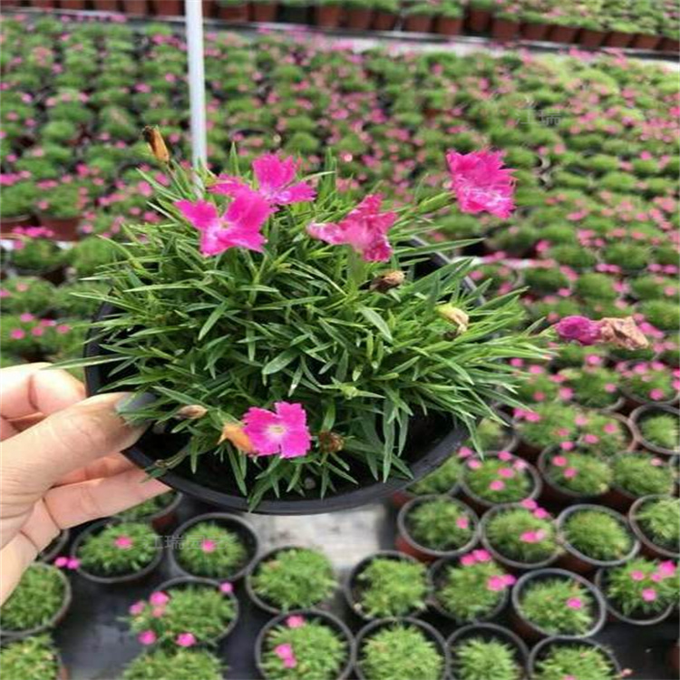 欧石竹耐修剪 欧石竹花期时间长 贵州欧石竹量大更优惠