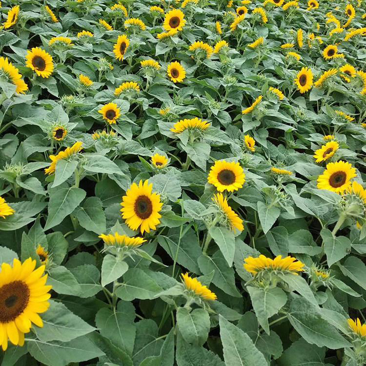 宁夏向日葵 绿化草花 向日葵报价