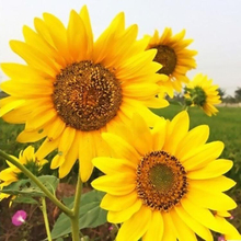 基地批发向日葵 绿化草花 出售向日葵