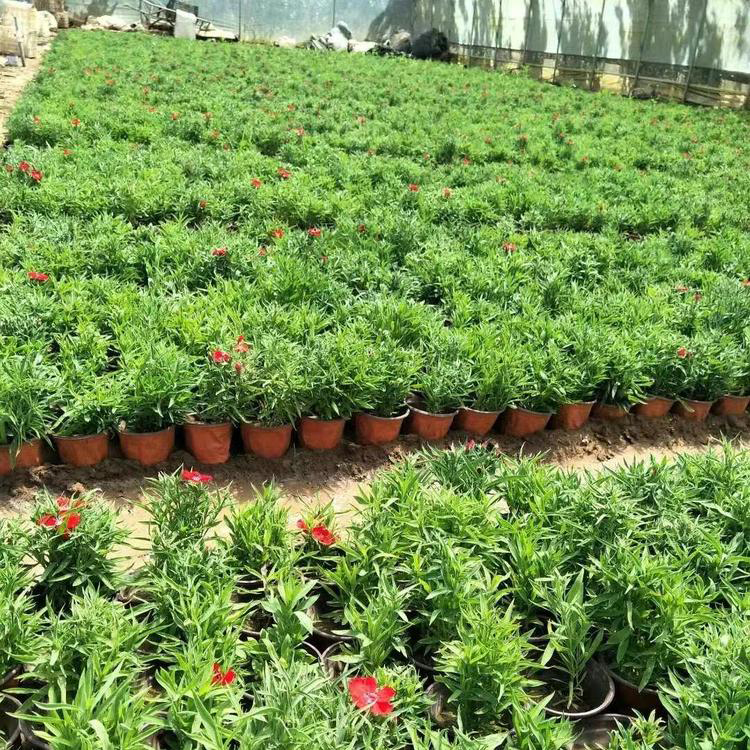 夏杰花卉出售美国石竹 花坛花卉 美国石竹价格