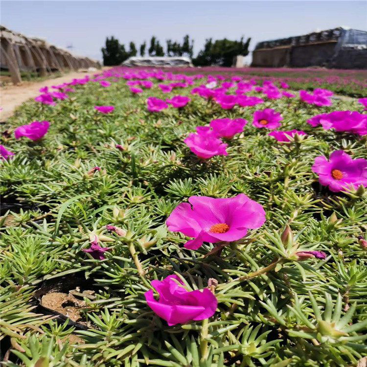 大量出售半枝莲 公路两侧用草花