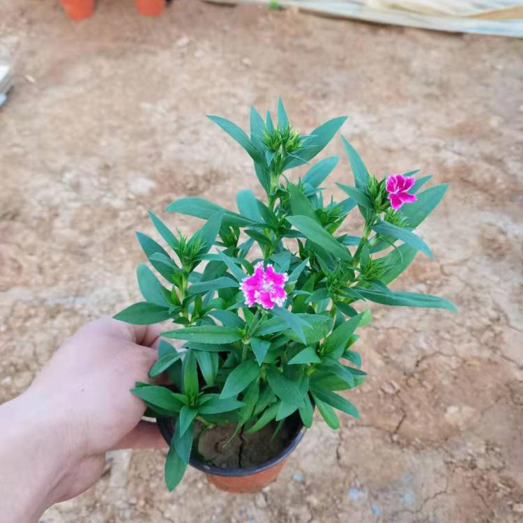定州美国石竹 花坛花卉 美国石竹小苗价格