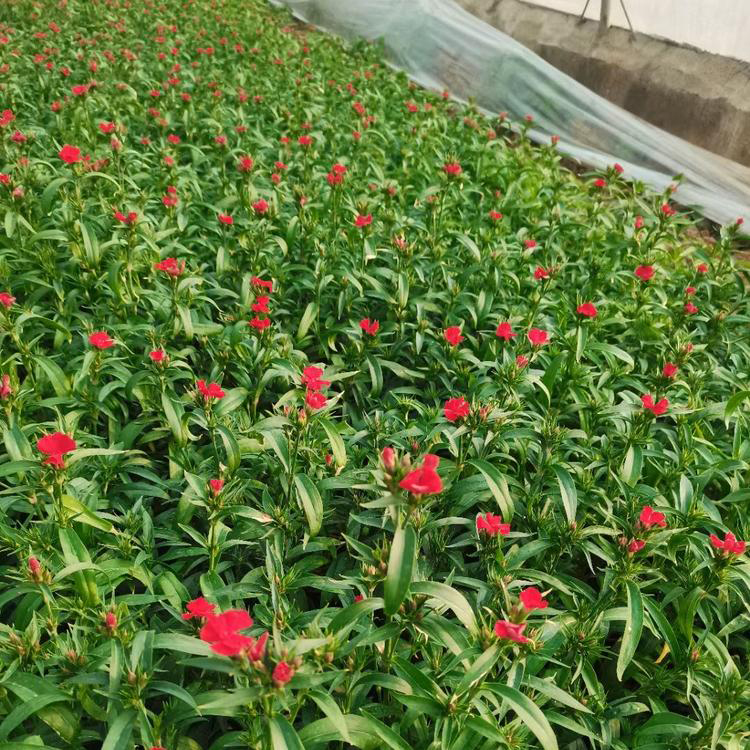 吉林美国石竹 公路两侧用草花 美国石竹种子
