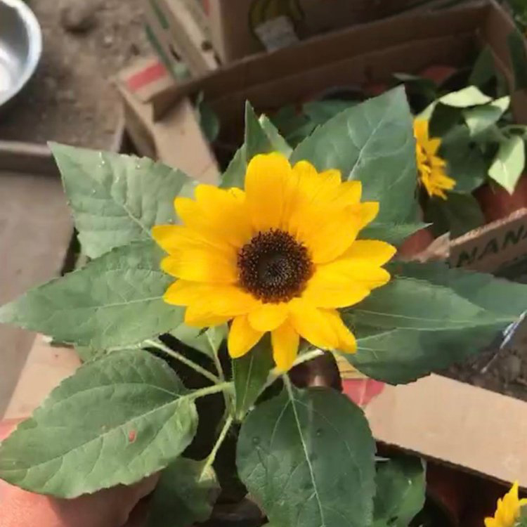 基地批发向日葵 花箱花卉 向日葵小苗培育