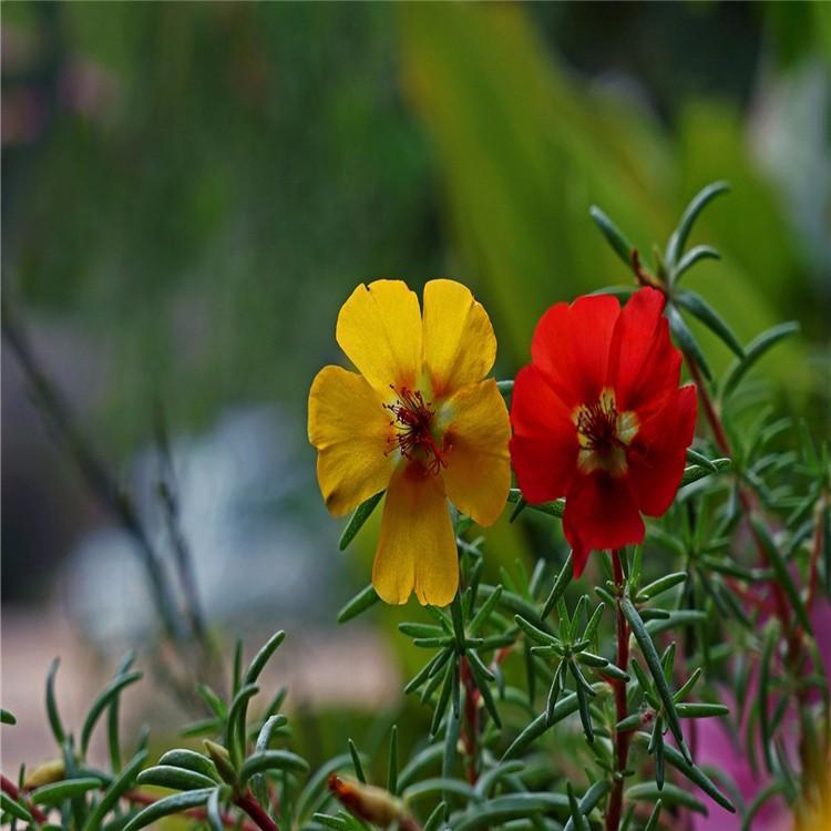 夏杰花卉供应半枝莲 花箱花卉