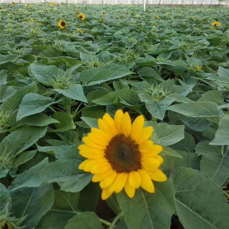 宁夏向日葵 花箱花卉 向日葵批发
